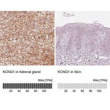 Anti-KCNQ1 antibody produced in rabbit Prestige Antibodies&#174; Powered by Atlas Antibodies, affinity isolated antibody, buffered aqueous glycerol solution