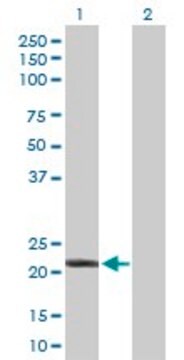 Anti-IFNA10 antibody produced in rabbit purified immunoglobulin, buffered aqueous solution