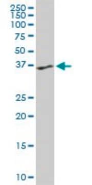 Monoclonal Anti-PTK9 antibody produced in mouse clone 5C4, purified immunoglobulin, buffered aqueous solution