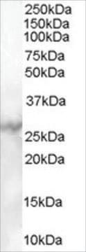 Anti-MBL2 antibody produced in goat affinity isolated antibody, buffered aqueous solution