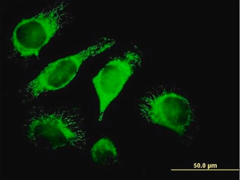 Anti-DNAJA3 antibody produced in mouse IgG fraction of antiserum, buffered aqueous solution