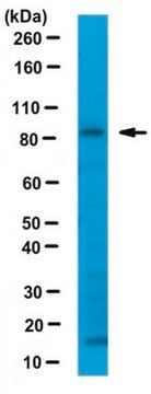 Anti-Sec23B Antibody from rabbit, purified by affinity chromatography