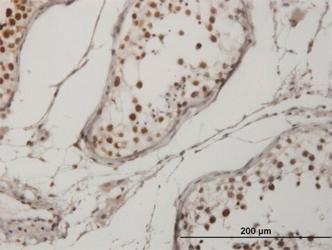 Monoclonal Anti-CRKRS antibody produced in mouse clone 3C1, purified immunoglobulin, buffered aqueous solution