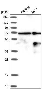 ANTI-ALX1 antibody produced in rabbit Prestige Antibodies&#174; Powered by Atlas Antibodies, affinity isolated antibody, buffered aqueous glycerol solution