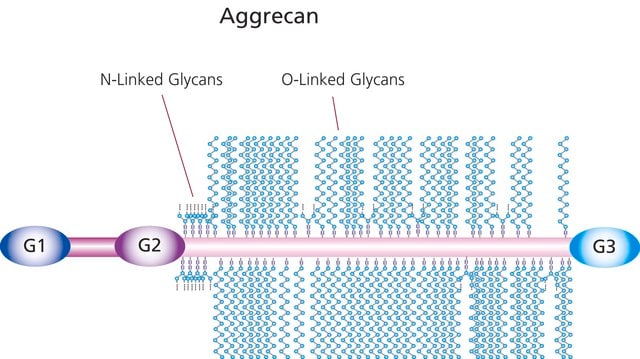 Aggrecan from bovine articular cartilage lyophilized powder