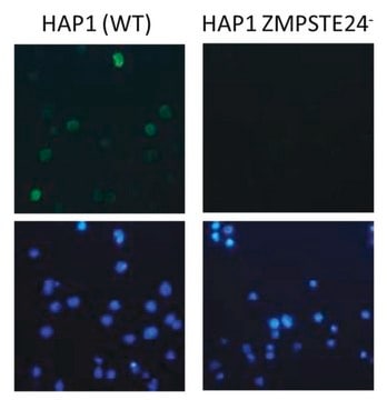 Anti-Mature Lamin A Antibody, clone 3E12