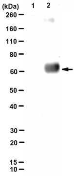 Anti-Kynurenine Antibody, clone 11F9