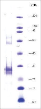 LXR&#945;-ligand binding domain (215-667) human recombinant, expressed in E. coli, &#8805;70% (SDS-PAGE)