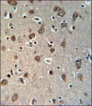 ANTI-YMEL1 (N-TERM) antibody produced in rabbit IgG fraction of antiserum, buffered aqueous solution