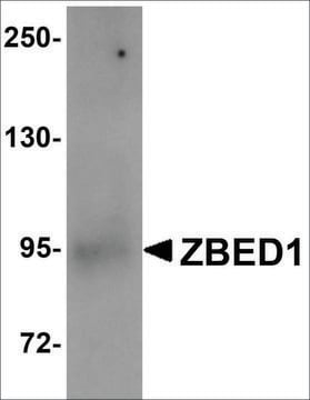 Anti-ZBED1 antibody produced in rabbit affinity isolated antibody, buffered aqueous solution