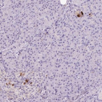 Anti-KCNJ11 antibody produced in rabbit Prestige Antibodies&#174; Powered by Atlas Antibodies, affinity isolated antibody, buffered aqueous glycerol solution