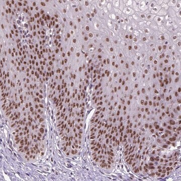 Anti-RCC2 antibody produced in rabbit Prestige Antibodies&#174; Powered by Atlas Antibodies, affinity isolated antibody, buffered aqueous glycerol solution