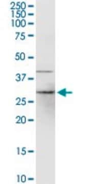 Anti-CYB5R1 antibody produced in rabbit purified immunoglobulin, buffered aqueous solution