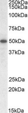 Anti-TEAD2 antibody produced in goat affinity isolated antibody, buffered aqueous solution