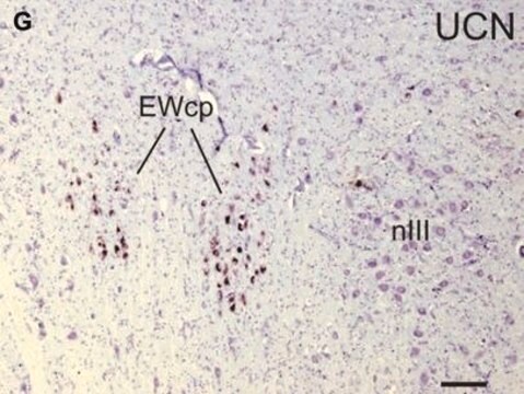 Anti-Urocortin antibody produced in rabbit IgG fraction of antiserum, buffered aqueous solution