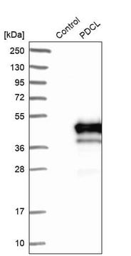 Anti-PDCL antibody produced in rabbit Prestige Antibodies&#174; Powered by Atlas Antibodies, affinity isolated antibody, buffered aqueous glycerol solution, Ab1