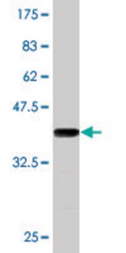 Monoclonal Anti-BARX2 antibody produced in mouse clone 2B8, purified immunoglobulin, buffered aqueous solution