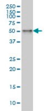 Monoclonal Anti-SNX4 antibody produced in mouse clone 4H8, purified immunoglobulin, buffered aqueous solution