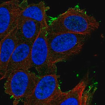 Anti-SLCO1A2 antibody produced in rabbit Prestige Antibodies&#174; Powered by Atlas Antibodies, affinity isolated antibody