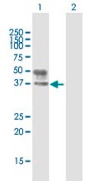 Anti-B3GNT3 antibody produced in mouse purified immunoglobulin, buffered aqueous solution