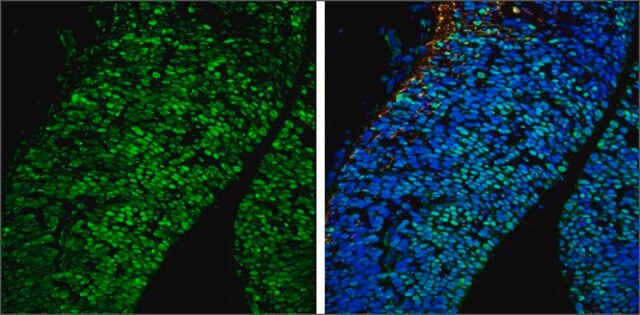 Anti-POU3F2 antibody produced in rabbit