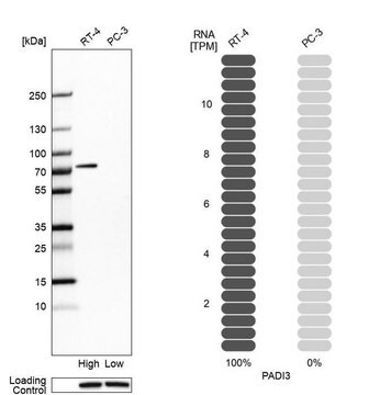 Anti-PADI3 antibody produced in rabbit Prestige Antibodies&#174; Powered by Atlas Antibodies, affinity isolated antibody, buffered aqueous glycerol solution