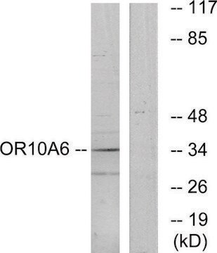 Anti-OR10A6 antibody produced in rabbit affinity isolated antibody