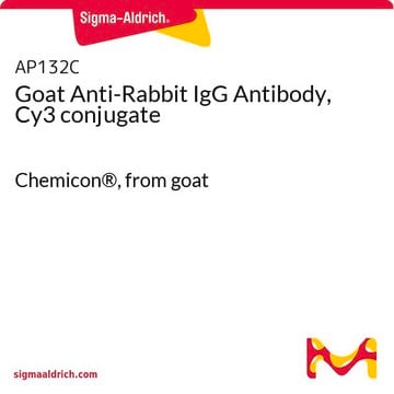 Anticorpo di capra anti-IgG di coniglio, coniugato con Cy3 Chemicon&#174;, from goat