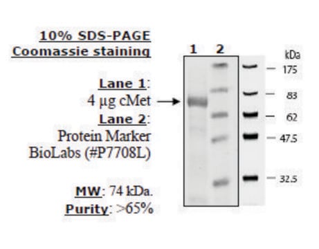 cMet Active human recombinant, expressed in baculovirus infected insect cells, &#8805;60% (SDS-PAGE)