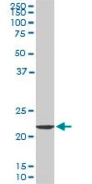 Monoclonal Anti-EFHD1 antibody produced in mouse clone 1A8, purified immunoglobulin, buffered aqueous solution