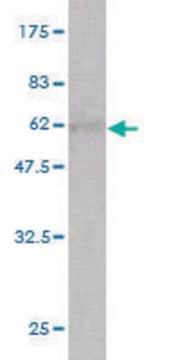 Monoclonal Anti-CA1 antibody produced in mouse clone M2, purified immunoglobulin, buffered aqueous solution