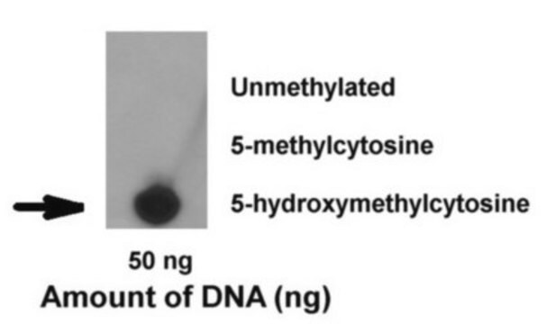 Anti-5-Hydroxymethylcytosine (5hmC) Antibody, clone EDL HMC 1A clone EDL HMC 1A, from mouse