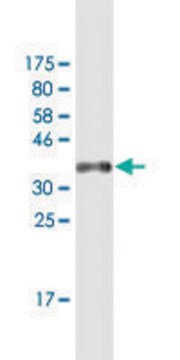 Monoclonal Anti-ZNF10, (N-terminal) antibody produced in mouse clone 1E1, purified immunoglobulin, buffered aqueous solution