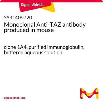 Monoclonal Anti-TAZ antibody produced in mouse clone 1A4, purified immunoglobulin, buffered aqueous solution