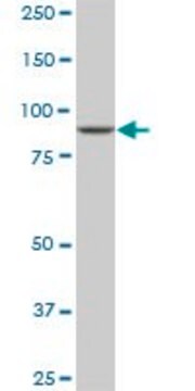 Monoclonal Anti-DNAJC10 antibody produced in mouse clone 3C4, ascites fluid