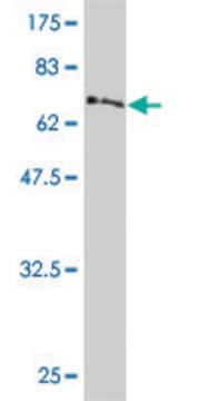 Monoclonal Anti-PDK4 antibody produced in mouse clone 1A10, purified immunoglobulin, buffered aqueous solution