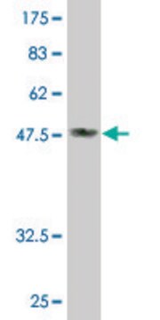 Monoclonal Anti-DDAH2 antibody produced in mouse clone 3E3, purified immunoglobulin, buffered aqueous solution