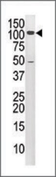 Anti-HIPK4 (N-term) antibody produced in rabbit IgG fraction of antiserum, buffered aqueous solution