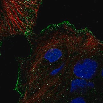 Anti-TRPV3 antibody produced in rabbit Prestige Antibodies&#174; Powered by Atlas Antibodies, affinity isolated antibody