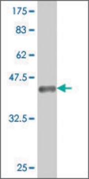 ANTI-HOXA5 antibody produced in mouse clone 3B9, purified immunoglobulin, buffered aqueous solution