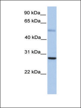 Anti-MXD1 antibody produced in rabbit affinity isolated antibody