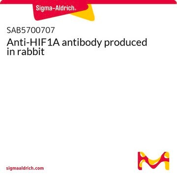 Anti-HIF1A antibody produced in rabbit