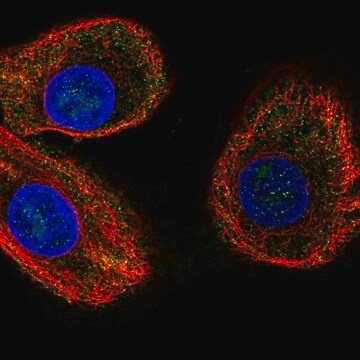 Anti-ABCA12 antibody produced in rabbit Prestige Antibodies&#174; Powered by Atlas Antibodies, affinity isolated antibody