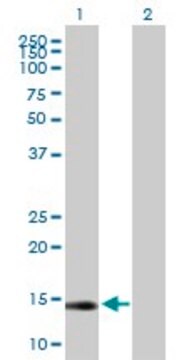 Anti-GLRX2 antibody produced in mouse purified immunoglobulin, buffered aqueous solution