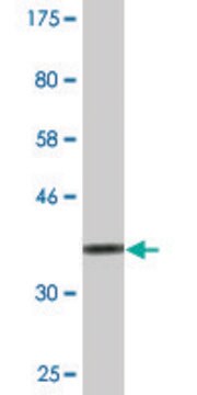 Monoclonal Anti-PSMA8 antibody produced in mouse clone 5A8, ascites fluid