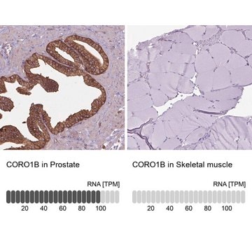 Anti-CORO1B antibody produced in rabbit Prestige Antibodies&#174; Powered by Atlas Antibodies, affinity isolated antibody, buffered aqueous glycerol solution