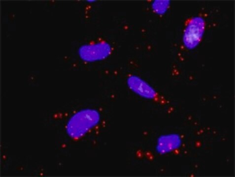 Anti-MAP3K3 antibody produced in rabbit purified immunoglobulin, buffered aqueous solution