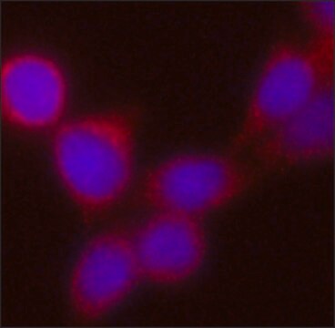 Anti-Kindlin-1 antibody, Mouse monoclonal clone 4A5.14, purified from hybridoma cell culture