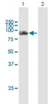 Anti-DDX58 antibody produced in mouse IgG fraction of antiserum, buffered aqueous solution