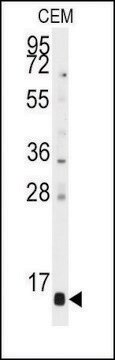 Anti-PFDN6 (N-term) antibody produced in rabbit saturated ammonium sulfate (SAS) precipitated, buffered aqueous solution